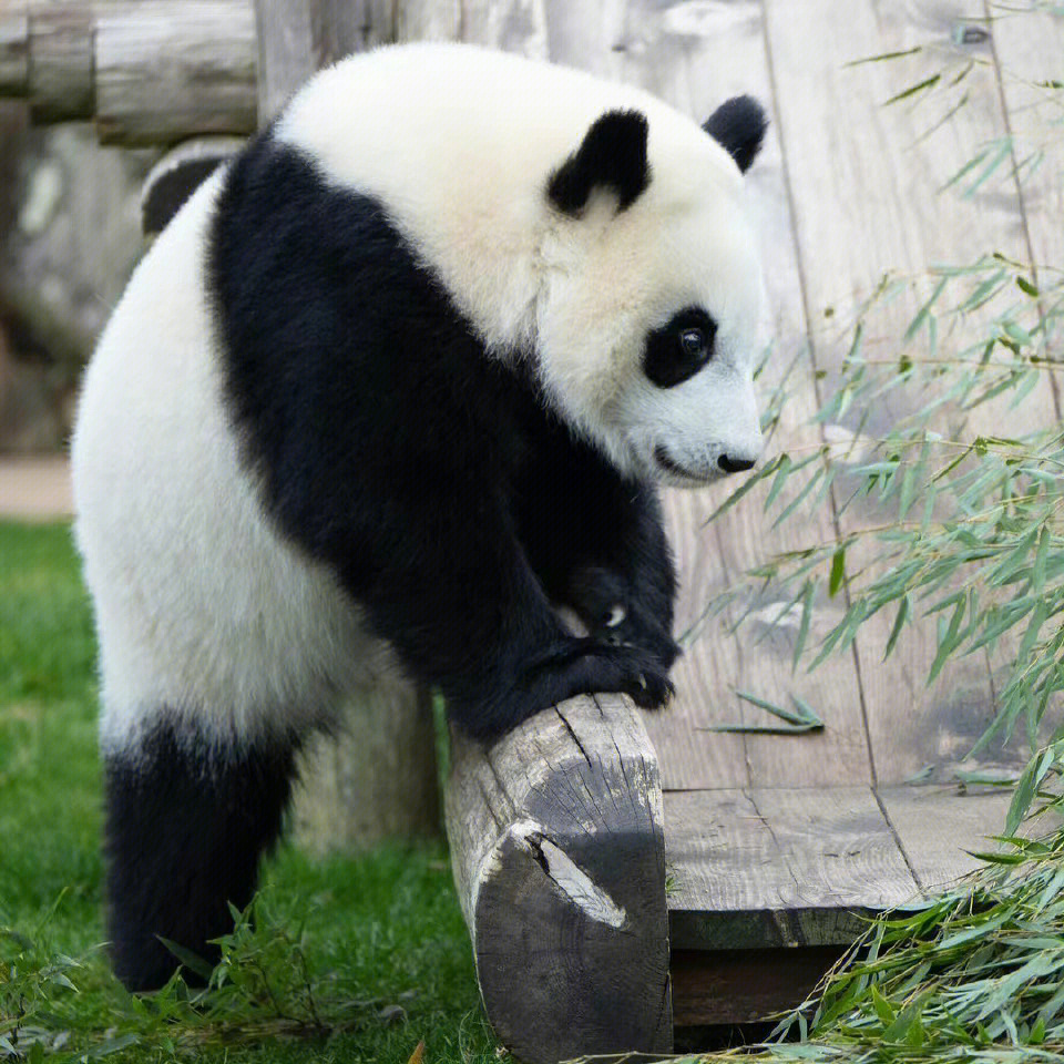 大熊猫憨憨最新,大熊猫憨憨的最新动态与生活