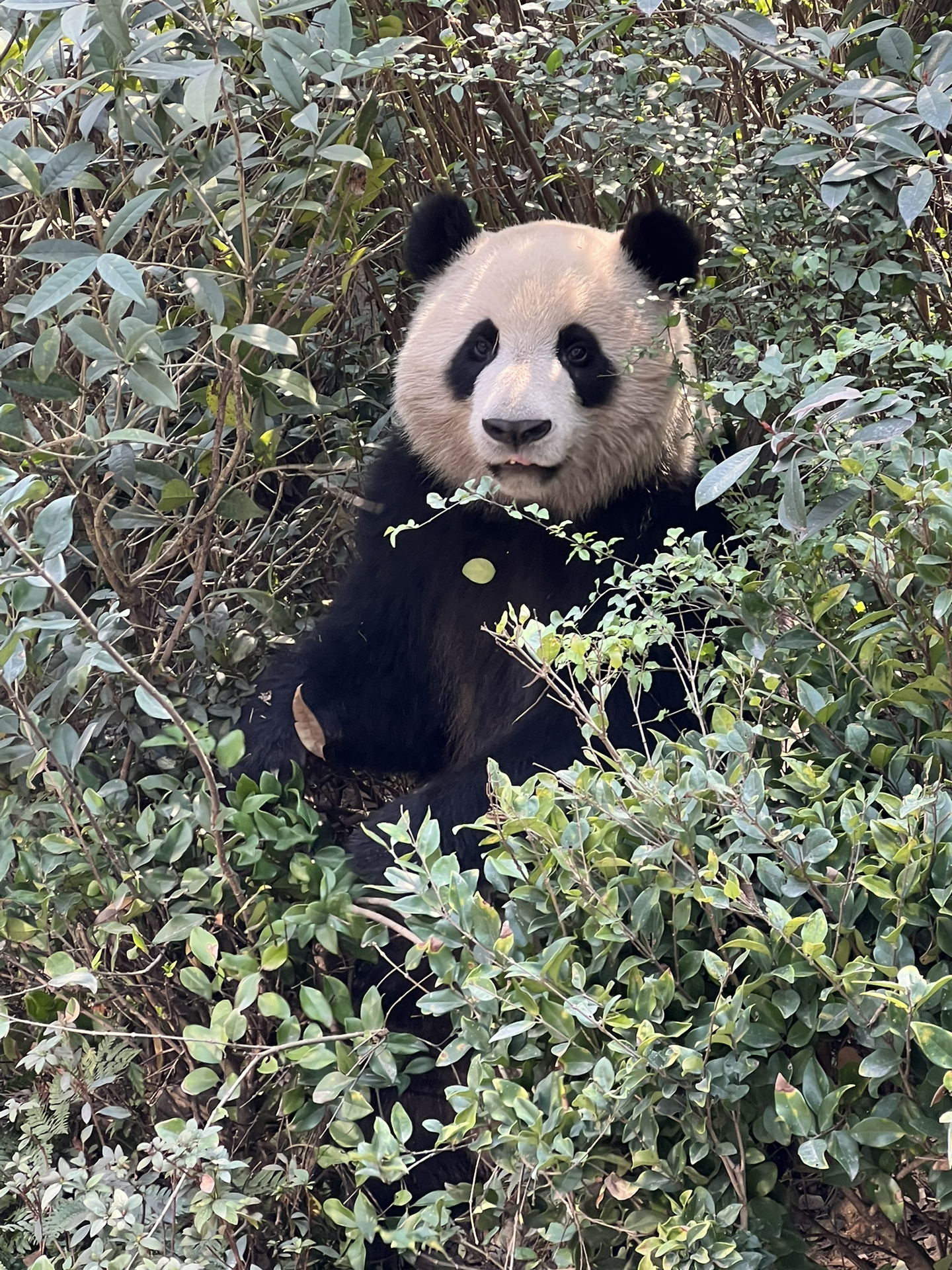 大熊猫憨憨最新,大熊猫憨憨的最新动态与生活