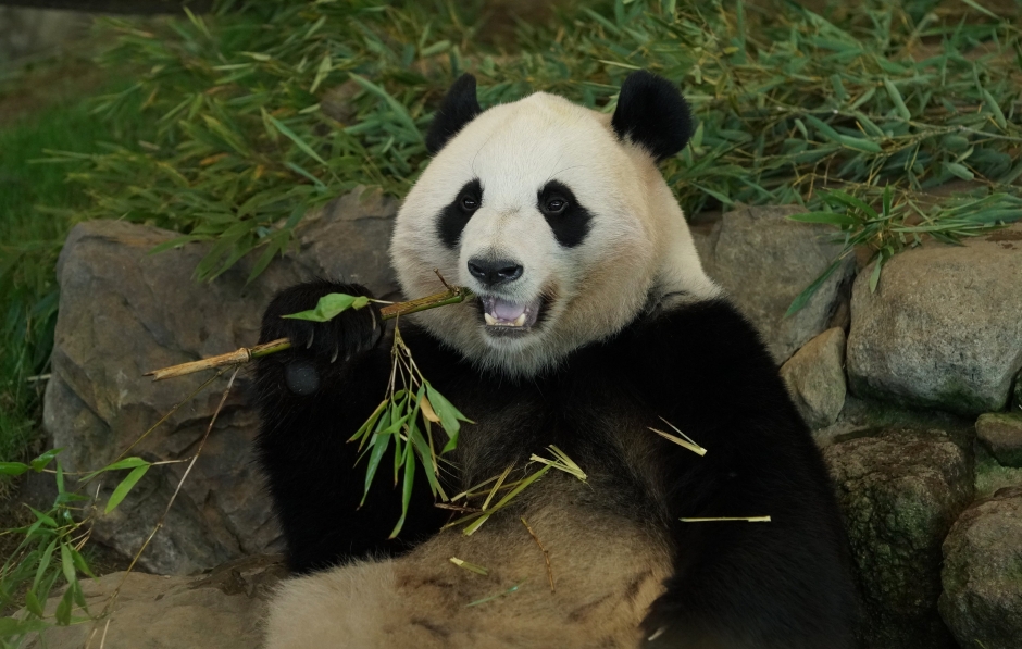 大熊猫憨憨最新,大熊猫憨憨的最新动态与生活