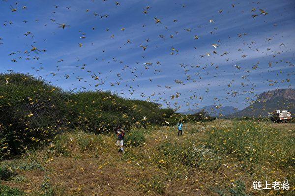 普洱蝗灾最新消息