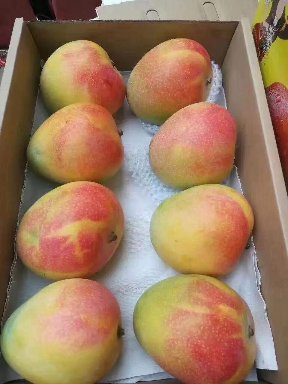 芒果上市时间及季节解析