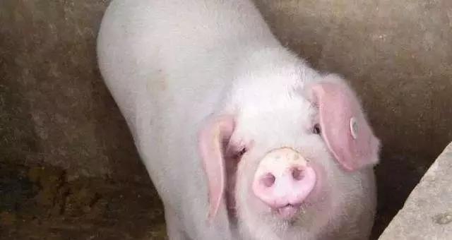 今日仔猪价格走势及分析