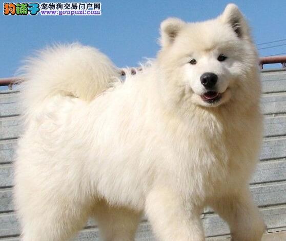 纯种萨摩耶幼犬价格,纯种萨摩耶幼犬价格——科技与生活的完美融合