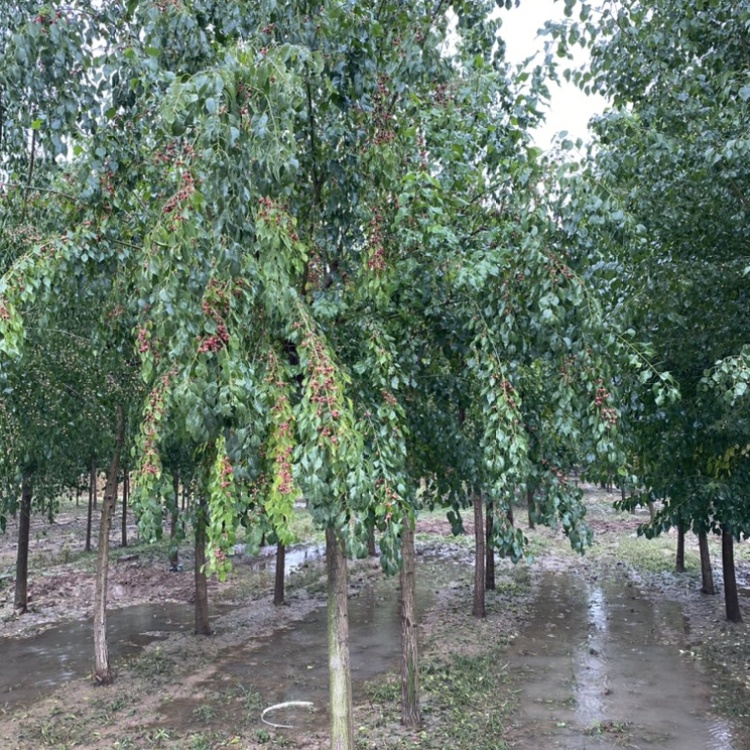 丝棉木最新报价12公分,丝棉木最新报价12公分，启程，探索自然美景的旅行