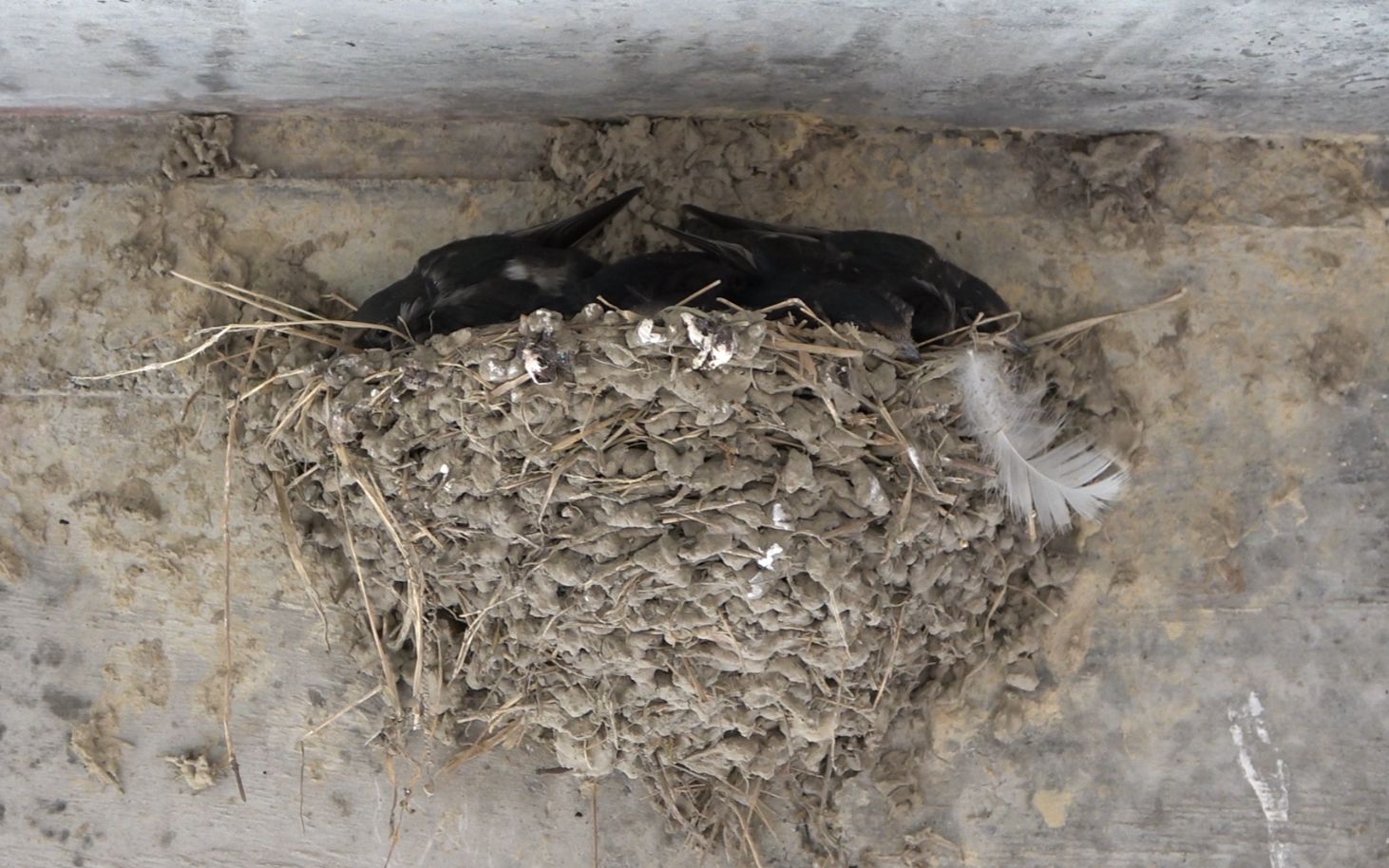 子窝资讯，温馨小窝里的快乐日常分享