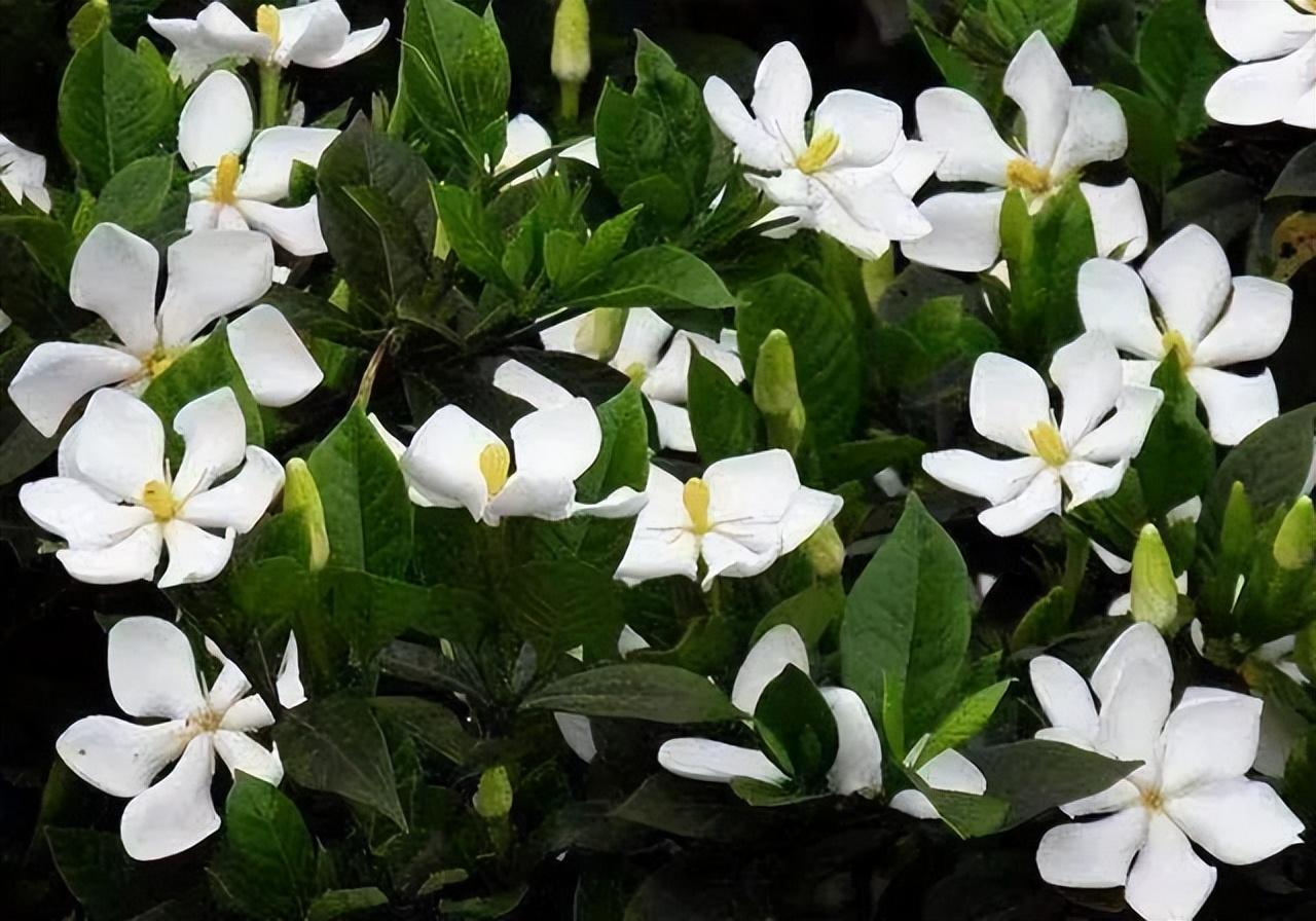 虫样年华演员表