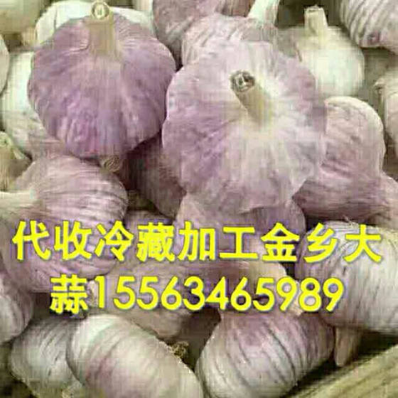 今日金乡大蒜价格行情揭秘，小巷深处的蒜香宝藏