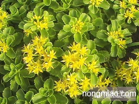 景天三七价格揭秘，科技与生活融合的高科技产品体验