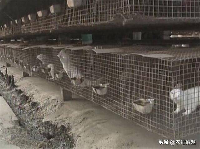 水貂市场价格动态分析或报告