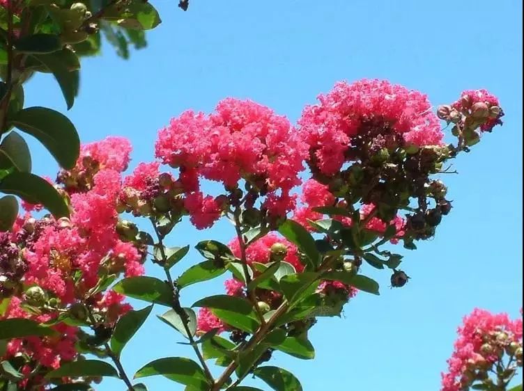 紫薇圣人最新动态更新，全面解析紫薇圣人最新资讯