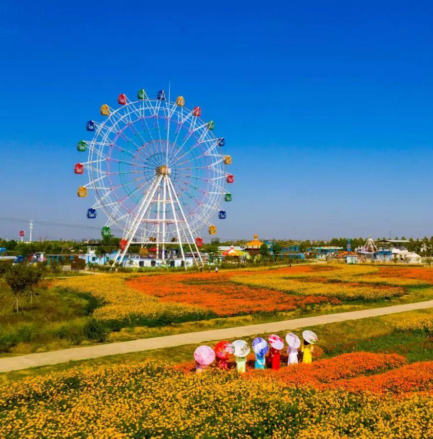 当季郁金香精选，绚烂之旅，友情的绽放