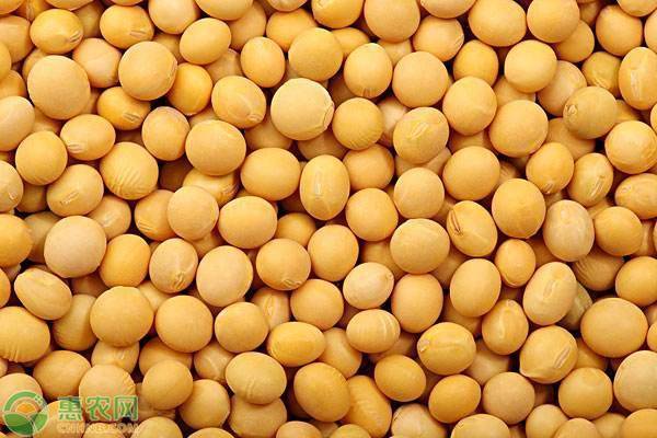黄豆什么价格一斤,黄豆什么价格一斤，查找与理解黄豆价格的详细步骤指南