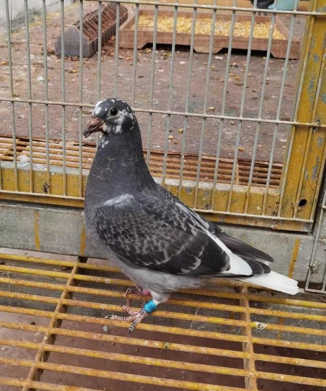 鸽子返祖，飞翔之旅中的变化、自信与成就感探索