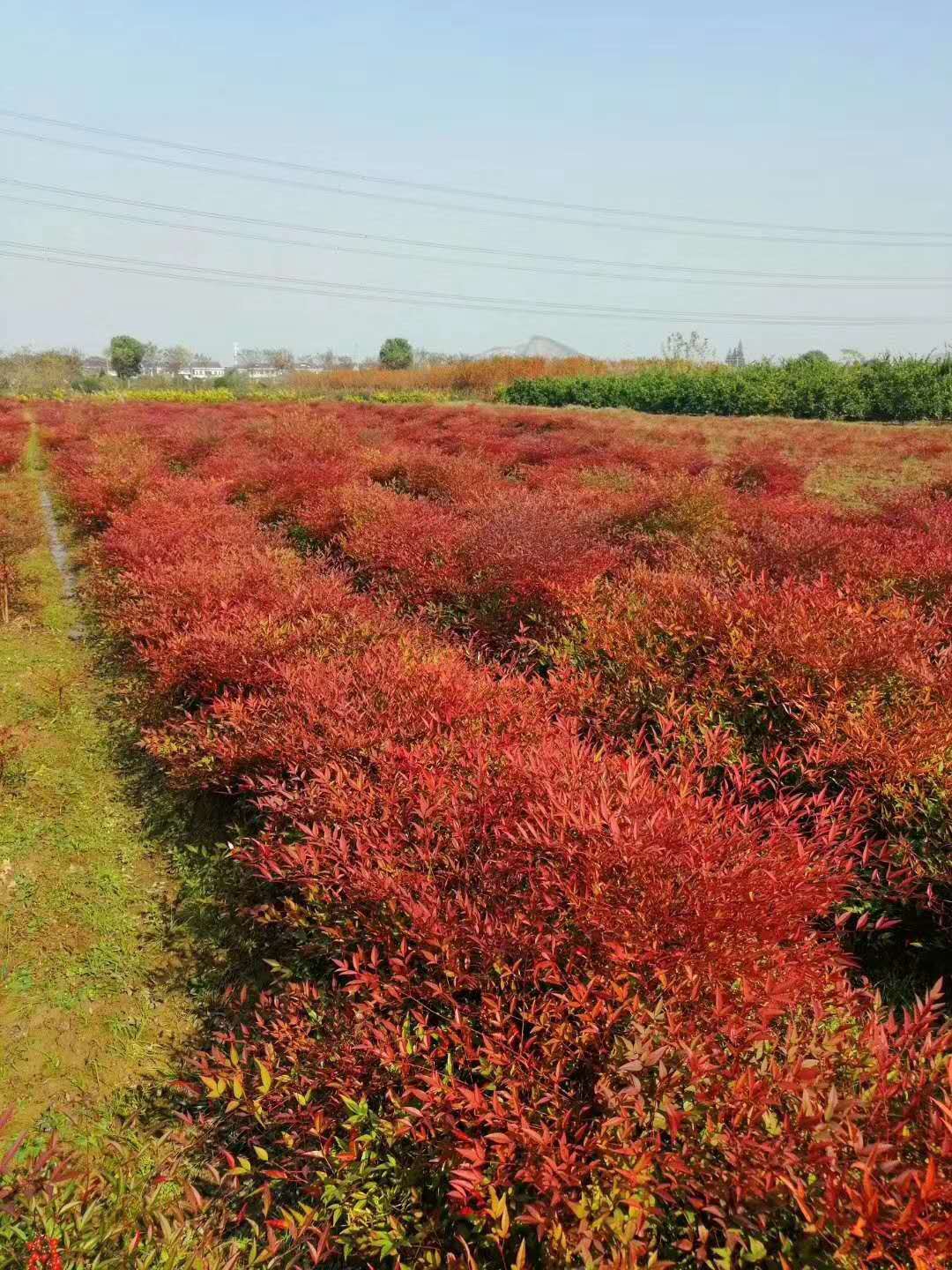 南天竹价格揭秘，小巷深处的宝藏探索之旅