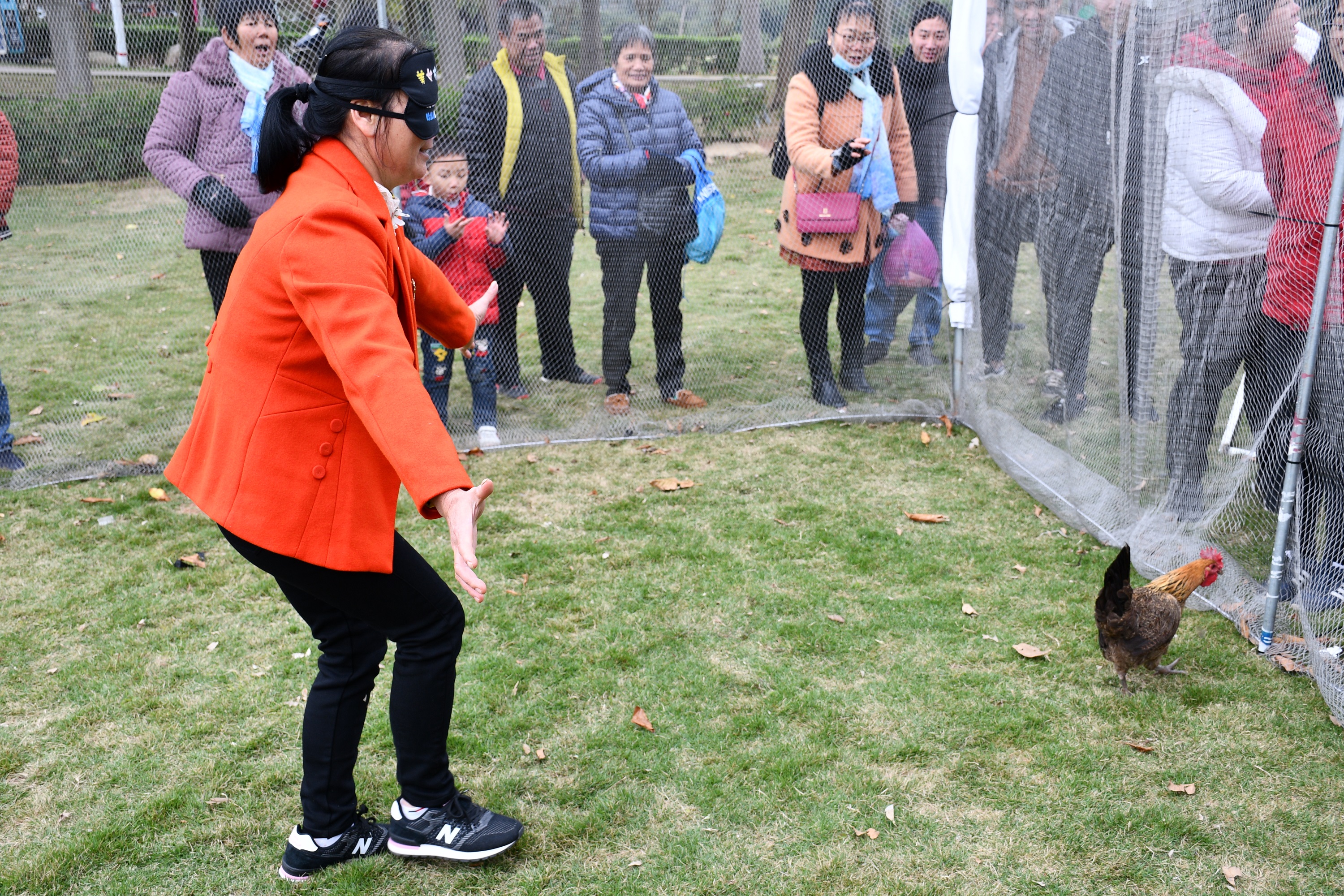 捉鸡比赛，古老游戏与现代观点的激情碰撞