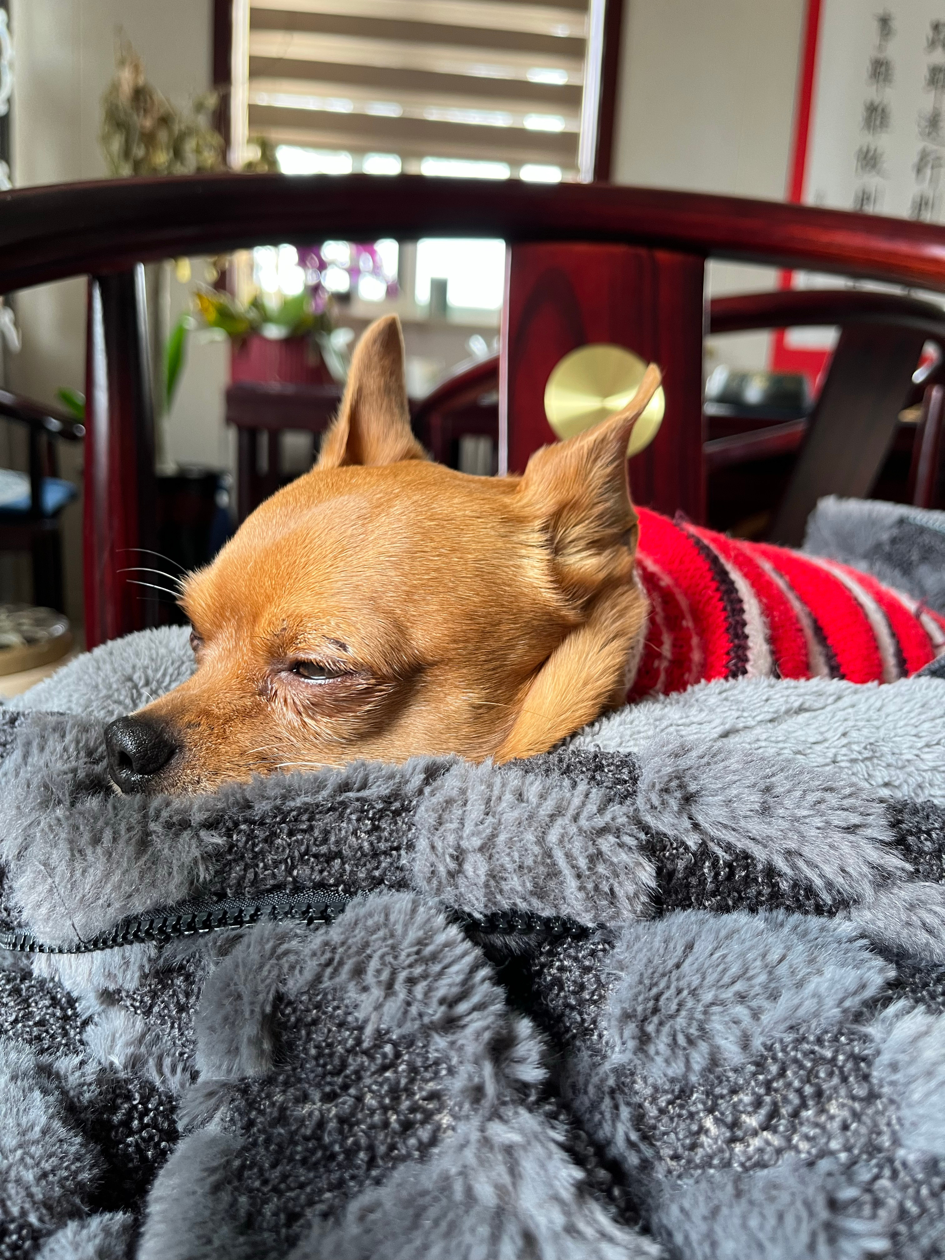 调整昏昏欲睡状态,高效完成任务与学习技能的秘诀