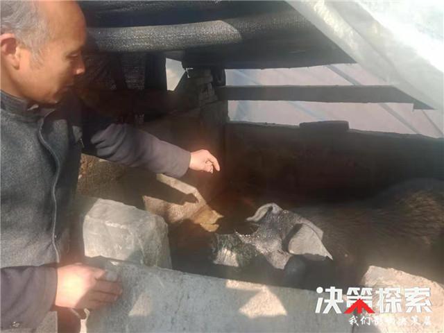 科技重塑畜牧业，未来养猪棚体验之旅新篇章